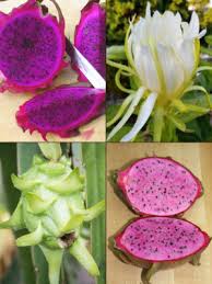 Dragon fruit, pitaya or pitahaya. Dragon Fruit Real Tropicals