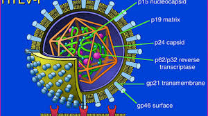 Image result for HTLV1