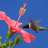 1.1 what shape & kind of flowers do hummingbirds like? 1