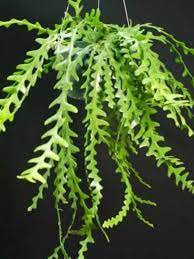It is an easily cultivated, fast growing epiphyte, which originates in the rainforests of chiapas, mexico and seems to be of rare occurrence in the wild. Pin On Cactus Flower