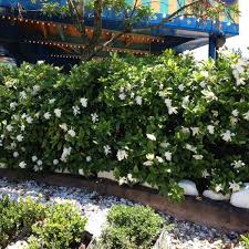 You'll know it's time when plants dry out very quickly, as if there were more roots than soil in the pot. Brighter Blooms 3 Gal Flowering Frost Proof Gardenia With White Blooms Gar Fro3 The Home Depot
