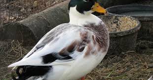 Call Duck With Funny Color Duck Animal Pictures Farm Animals