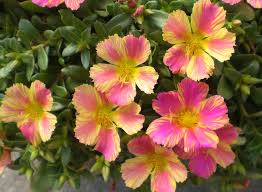 Proveniente da brasile, argentina e uruguay, questa specie succulenta, con fusti rossastri, semiprostrati e foglie, di colore verde brillante, a sezione cilindrica. Garden Collection Plant Listing Portulaca Flowers Plants Trees To Plant