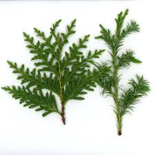 Image result for Cupressaceae