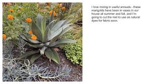 He has served on the board of directors of the cactus and succulent society of america and is currently the he is a frequent contributor to the cssa journal and an active member of several los angeles area cactus and succulent societies. Brody S Lovely Low Cost Succulent Garden Debra Lee Baldwin