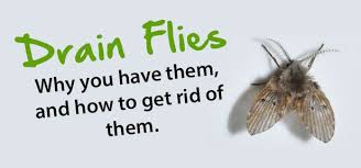 Pin On Organization Cleaning