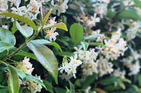 Wenn sie ihre spülmaschine leeren und sich über den unangenehmen essig und zitronen gehören zu den klassischen hausmitteln gegen bakterien, schmutz und ablagerungen in. Blumen Und Blutezeiten Am Gardasee