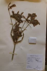 Image result for Cyperus alopecuroides