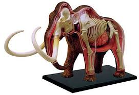 Woolly Mammoth 3d Anatomy Model Puzzle Anatomy Models 3d Anatomy Model Elephant Anatomy