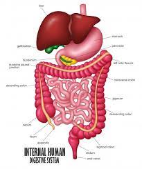 The Part Of Internal Human Digestive System Illustration In 2021 Human Digestive System Digestive System Human