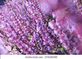 Image result for Platostoma sp. no. 2