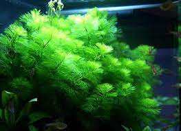 5x Green Cabomba Cabomba Aquatica Beginner Freshwater Live Plant Plants Live Aquarium Plants Planted Aquarium