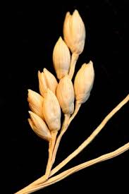 Image result for Panicum adenophorum