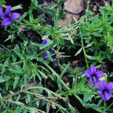 Image result for Monopsis