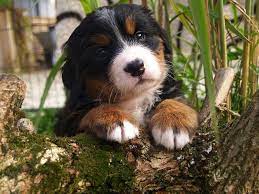 berner sennenhund welpen einfach zum liebhaben berner sennenhund welpe hunde hunde fotos