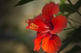 We did not find results for: Black Spots On Hibiscus Buds What Does It Mean Planted Shack