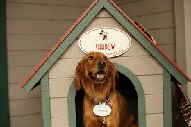 Congratulations to bogie, winner of our annual cutest pet contest. Have You Seen Shadow At Disney S Hilton Head Island Resort Disney Parks Blog