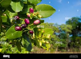 Image result for Syzygium cordatum