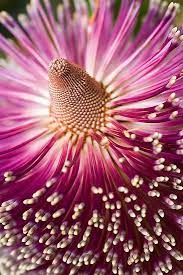 Pin On Flowers Breathtaking