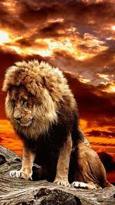 Pin By Paola Carina Milajer On Animals Lion Hd Wallpaper Wild Animal Wallpaper Lion Images