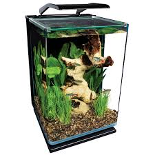In this guide, you will learn from setting up tanks for breeding to taking care of eggs & feeding the fry. How To Breed Bettas Betta Breeding 101 14 Steps With Pictures Instructables