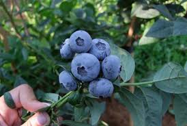 Blueberry ozarkblue plant late season variety mid blue sweet berries exceptional flavour and heavy cropping vaccinium corymbosum 9cm free delivery. Blueberry Variety Bonus Photos Reviews Descriptions Characteristics