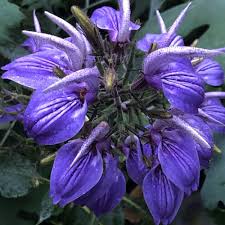 Image result for Brillantaisia oligantha