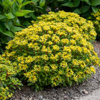 Image result for Sedum ruwenzoriense