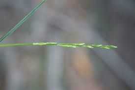 Image result for Entolasia