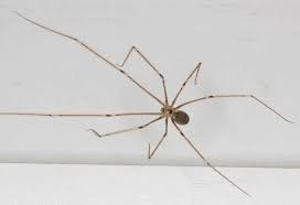La policía municipal de madrid ha recuperado un ejemplar de araña violinista o del rincón en un domicilio particular del distrito de puente de vallecas. El Big Data Fotos Conoce Mas De Las Aranas Patonas Tus Roomies Para Toda La Vida