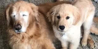 Lee barrett 25471 county road 50 kersey, co 80644 email: A Blind Golden Retriever Has His Own Seeing Eye Puppy