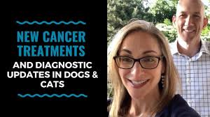 New Cancer Treatments And Diagnostic Updates In Dogs Cats Vlog 75 Youtube