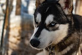 Black and white is the most common siberian husky color. Black White Siberian Husky Puppy Animal Canine Dog Piqsels