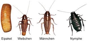 Schaben, auch kakerlaken genannt, vermehren sich rasant. Kriechendes Ungeziefer Kulturen Kwizda Agro Haus Garten