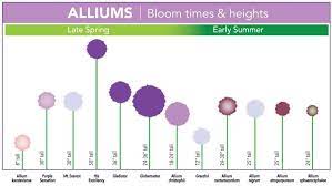 Types Of Alliums Longfield Gardens Allium Flowers Garden Bulbs
