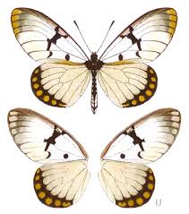 Image result for Schlechterina mitostemmatoides