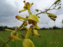 Image result for Eulophia angolensis