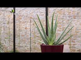 Aloe vera (/ˈæloʊiː/ or /ˈæloʊ/) is a succulent plant species of the genus aloe. Comment Rempoter Et Extraire L Aloe Vera Truffaut Youtube