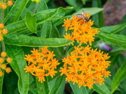 A wide variety of garden weed bag options are available to you Butterfly Weed Plant Care Growing Guide