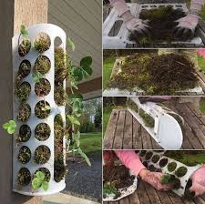 Erdbeeren Pflanzen In Diy Containers So Geht S Erdbeeren Pflanzen Vertikaler Krautergarten Gemuseanbau In Kubeln