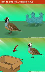 Index Of Animals Wild Birds Flying Hiding Spots