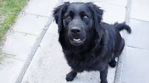 Gradually, the public began to demand more chocolate retriever puppies, and gradually breeders began to produce them. Labrador Retriever Mixes 51 Lab Crossbreeds With Pictures