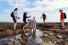 Big Seaweed Search at Carrickfergus Seafront