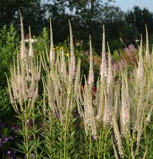 The inflorescence is erect with slender and. Www Stauden Spatzundfrank De Veronicastrum Virginicum Pink Glow Kandelaber Ehrenpreis