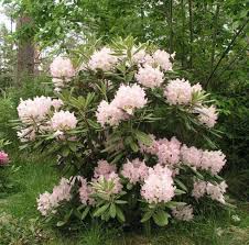 Rhododendron Alppiruusu Mikkeli St Michel Flowering Bushes Rhododendron Bushes And Shrubs