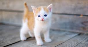By the age of 6 months (24 weeks), your kitten should weigh between 6 and 8 pounds. When Do Cats Stop Growing A Complete Kitten Growth Guide