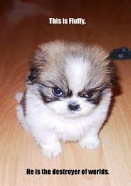 Funny Dog Pictures With Captions Angry Puppy Funny Dog Pictures Puppies Funny