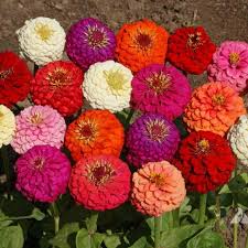 Plant zinnia seeds a quarter inch (.6 centimeter) deep. Dwarf Zinnia Seeds PreÈ› 1 45