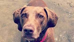Weimaraners are deeply devoted to their people. 16 Weimaraner Mixes That Ll Melt Your Heart Petpress