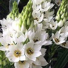 Here's a list of countries and their national flowers. Ornithogalum Dubium Star Of Bethlehem White Flowers Bulb Caribbeangardenseed